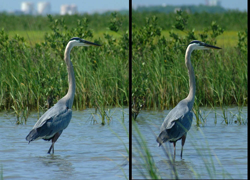 (26) blue heron montage.jpg   (1000x720)   326 Kb                                    Click to display next picture